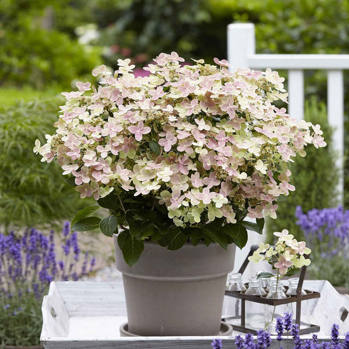 Pluimhortensia 'Switch Ophelia'® - Hydrangea paniculata 'switch ophelia'® - Willemse