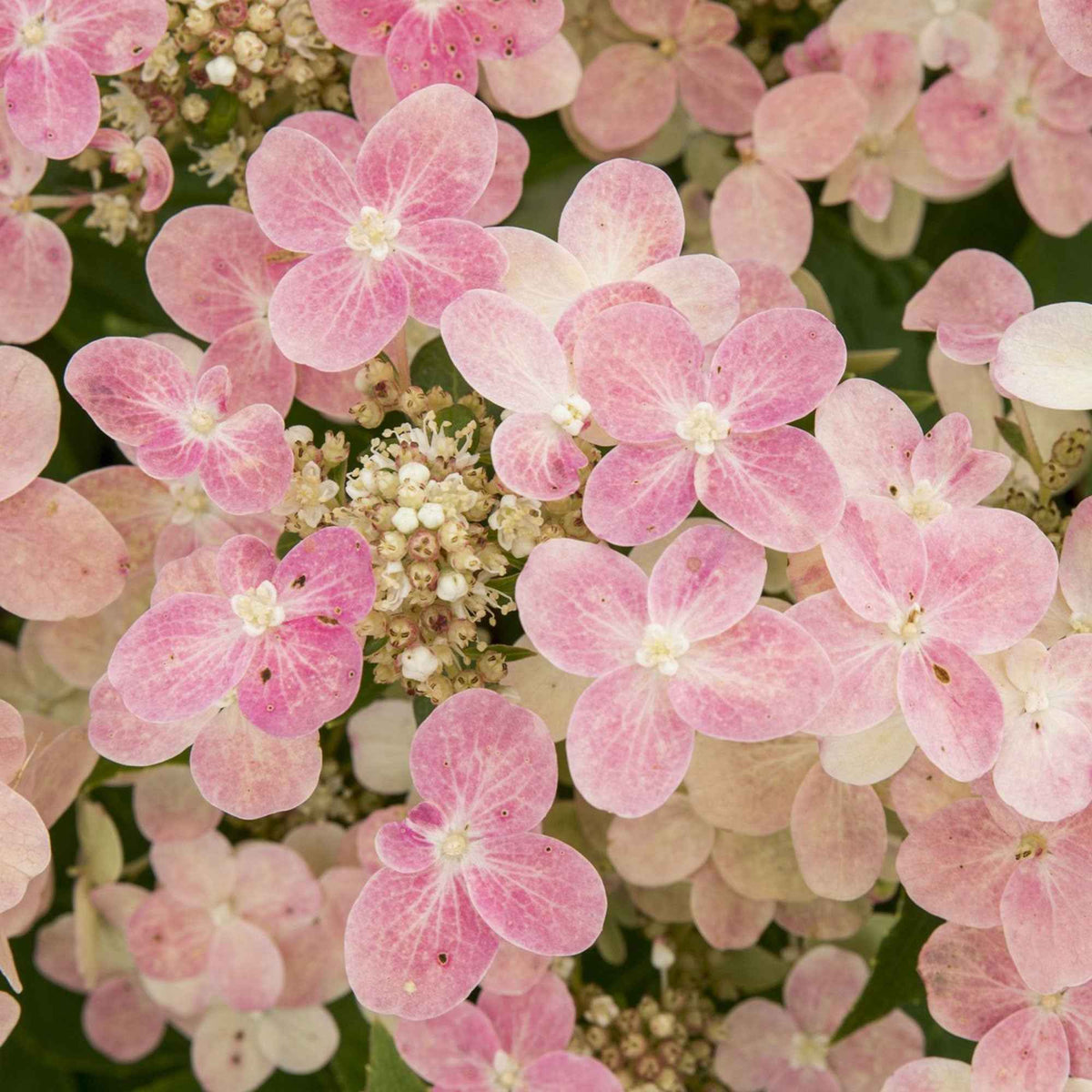 Pluimhortensia 'Switch Ophelia'® - Hydrangea paniculata 'switch ophelia'® - Willemse