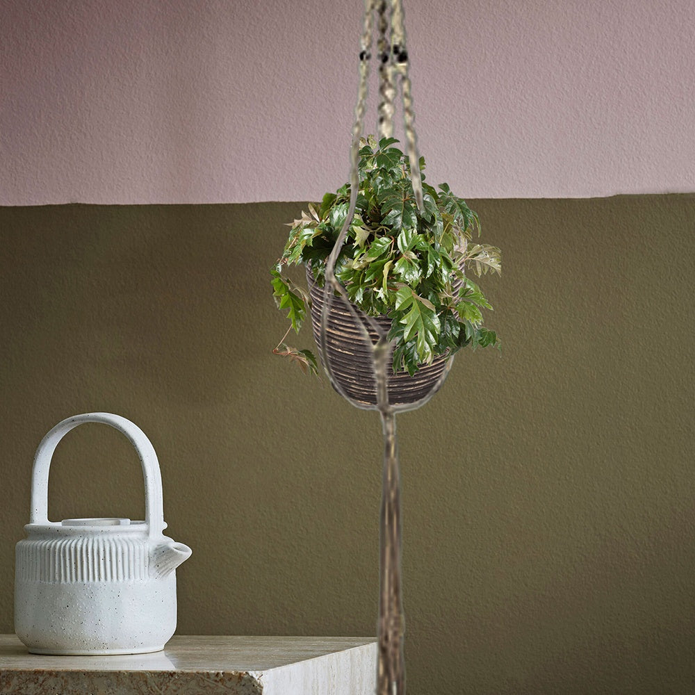 Koningswingerd 'Ellen Danica' - Cissus ellen danica