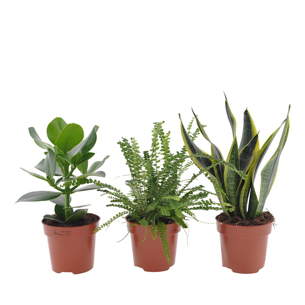 Slaapkamerplanten Mix (x3) - Clusia rosea princess, nephrolepis duffi, sansevieria - Slaapkamerplanten