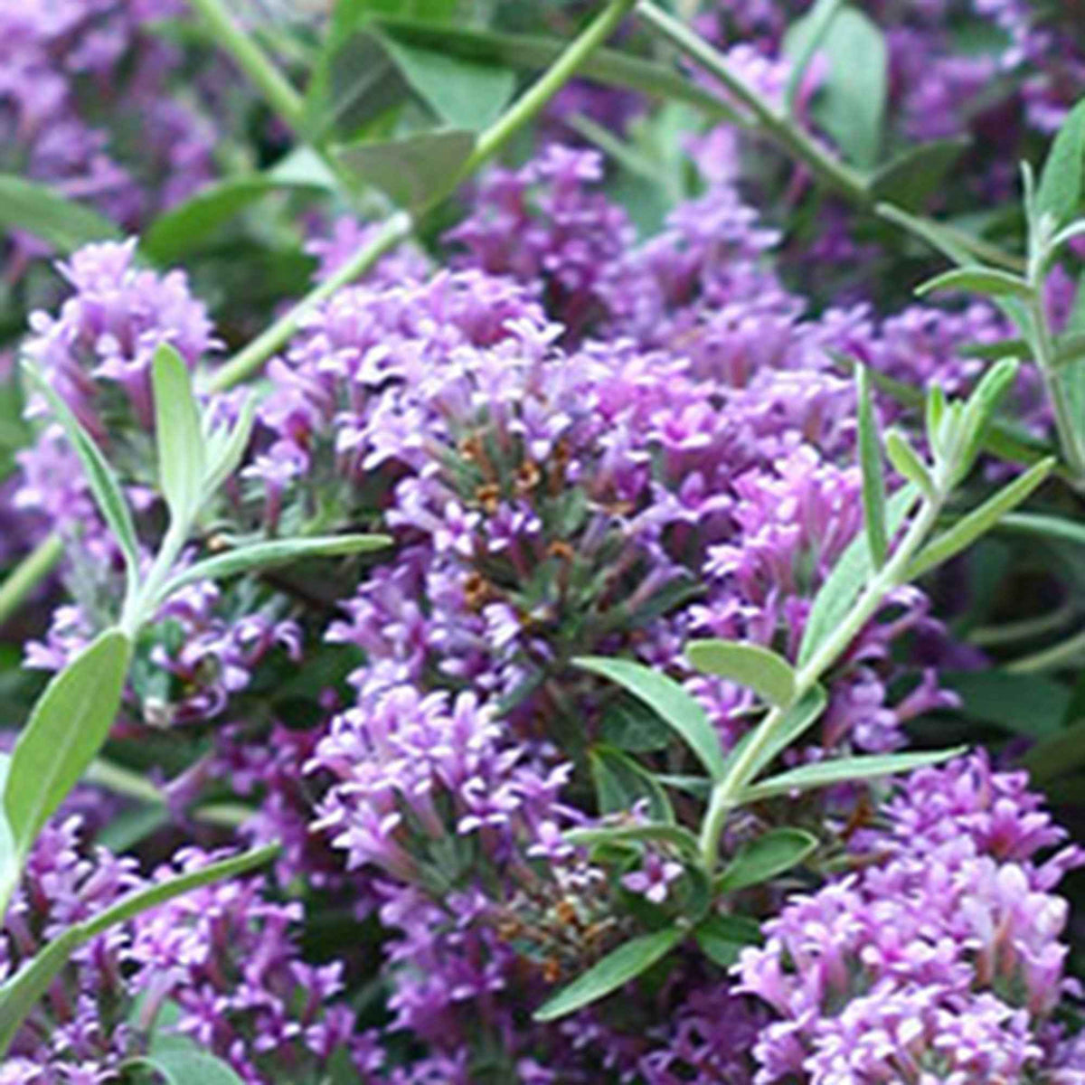 Vlinderstruik 'Unique' - Buddleja alternifolia 'unique' - Willemse