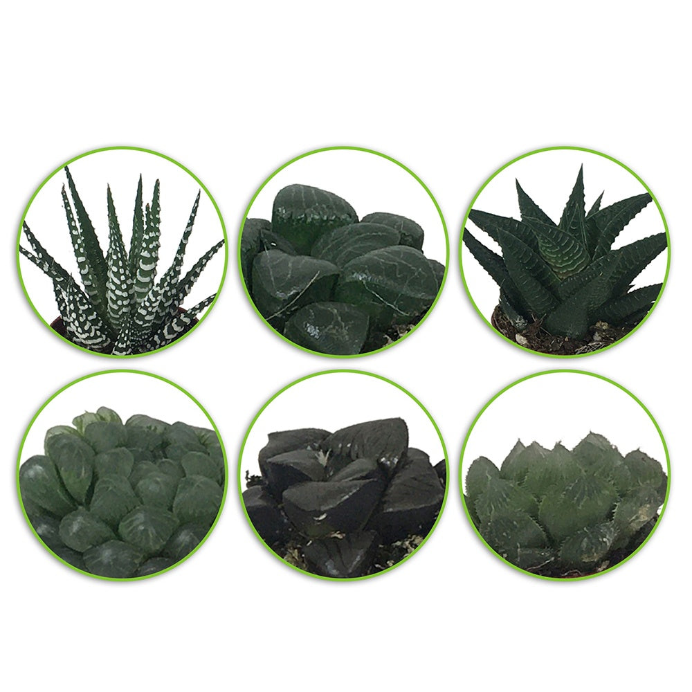 Haworthia Mix - Hawortia minima
