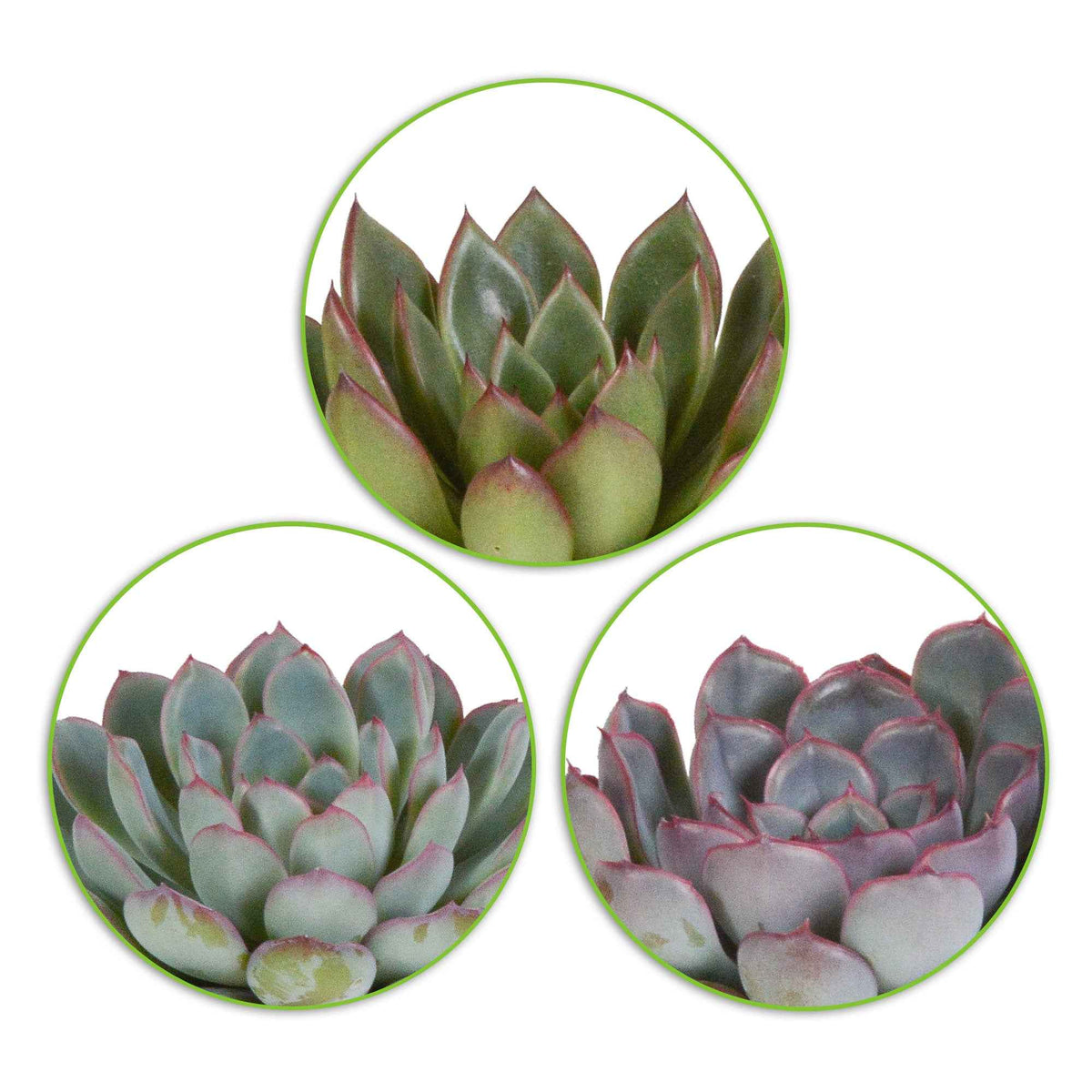 Succulent Echeveria Mix (x3) - echeveria 'apus' ,'mira' & 'hercules' - Willemse