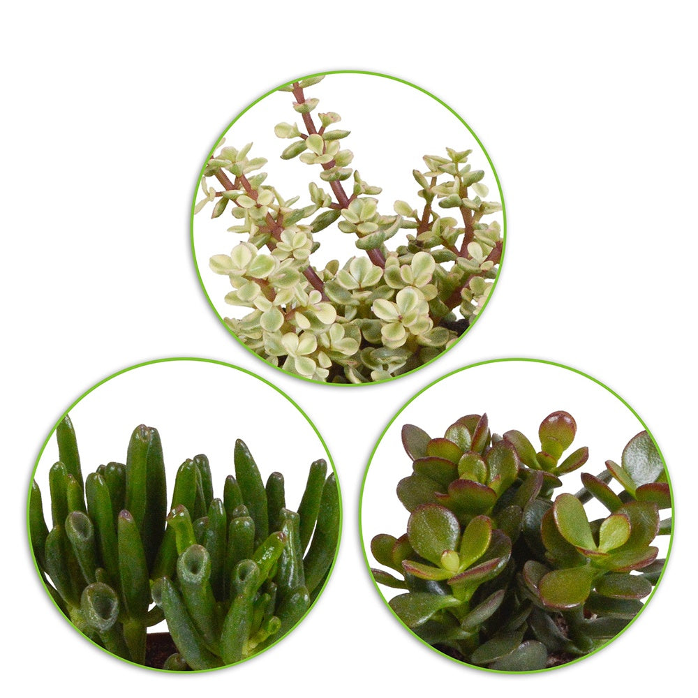 Succulent Crassula Mix (x3) - Crassula 'Gollum', 'Afra', 'Minor' - Cactus