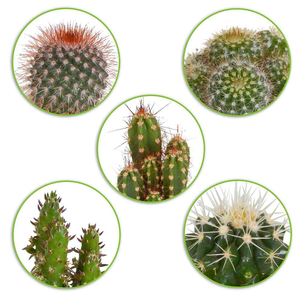 Cactus Mix (x5) - mamilaria, echinicactus, eriocactus, opuntia & eriocactus
