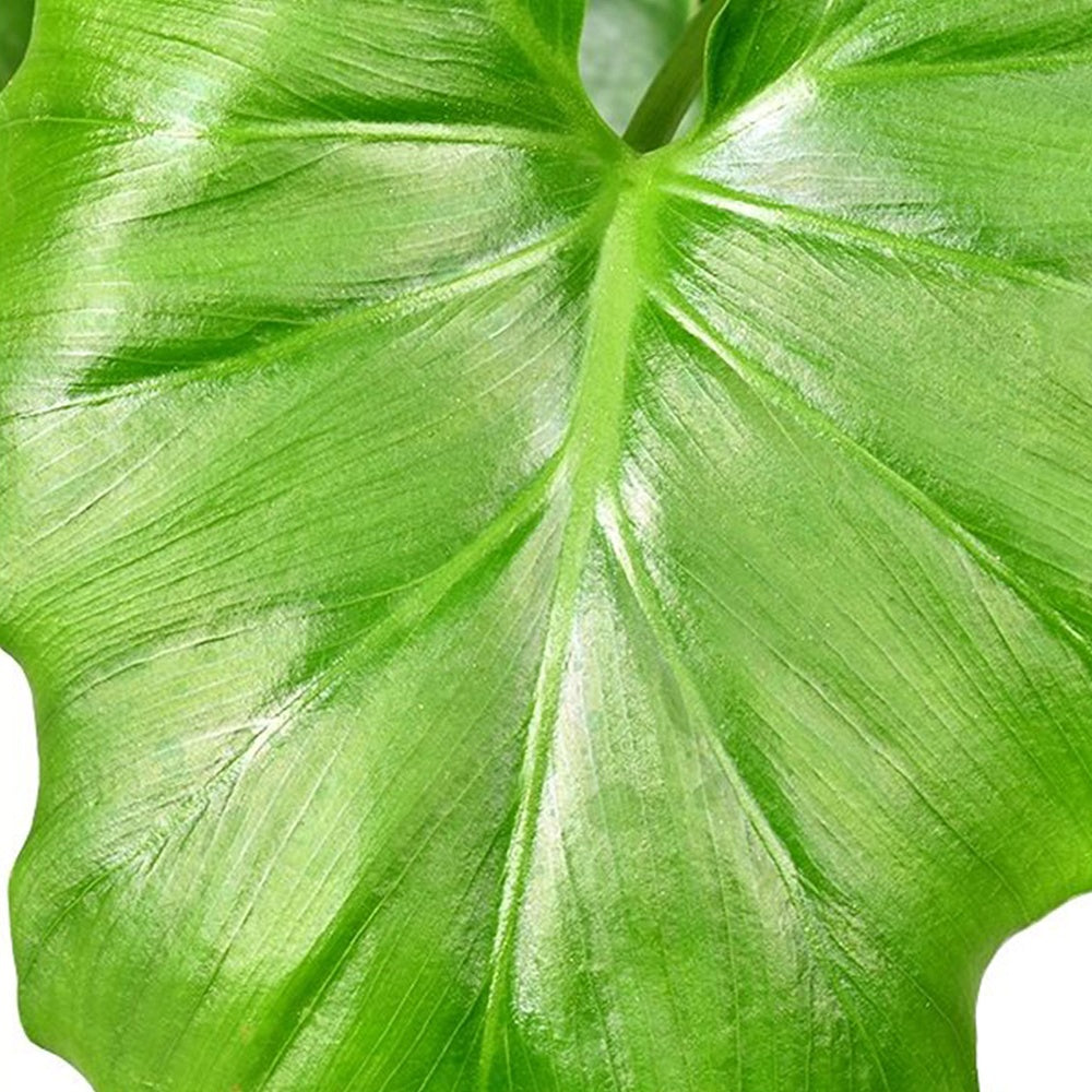 Philodendron 'Shangri La' - Philodendron shangri la