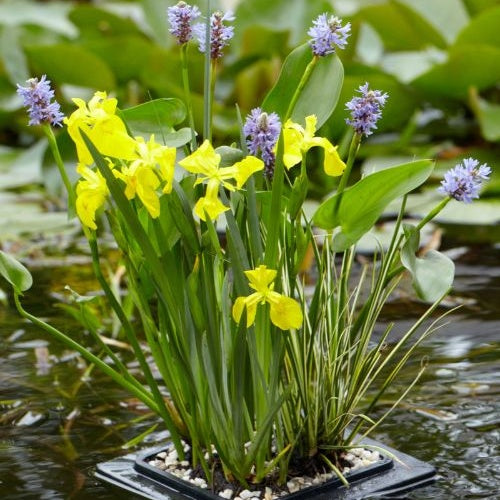 - Drijfring voor vijvermand - Vijverinrichting en onderhoud