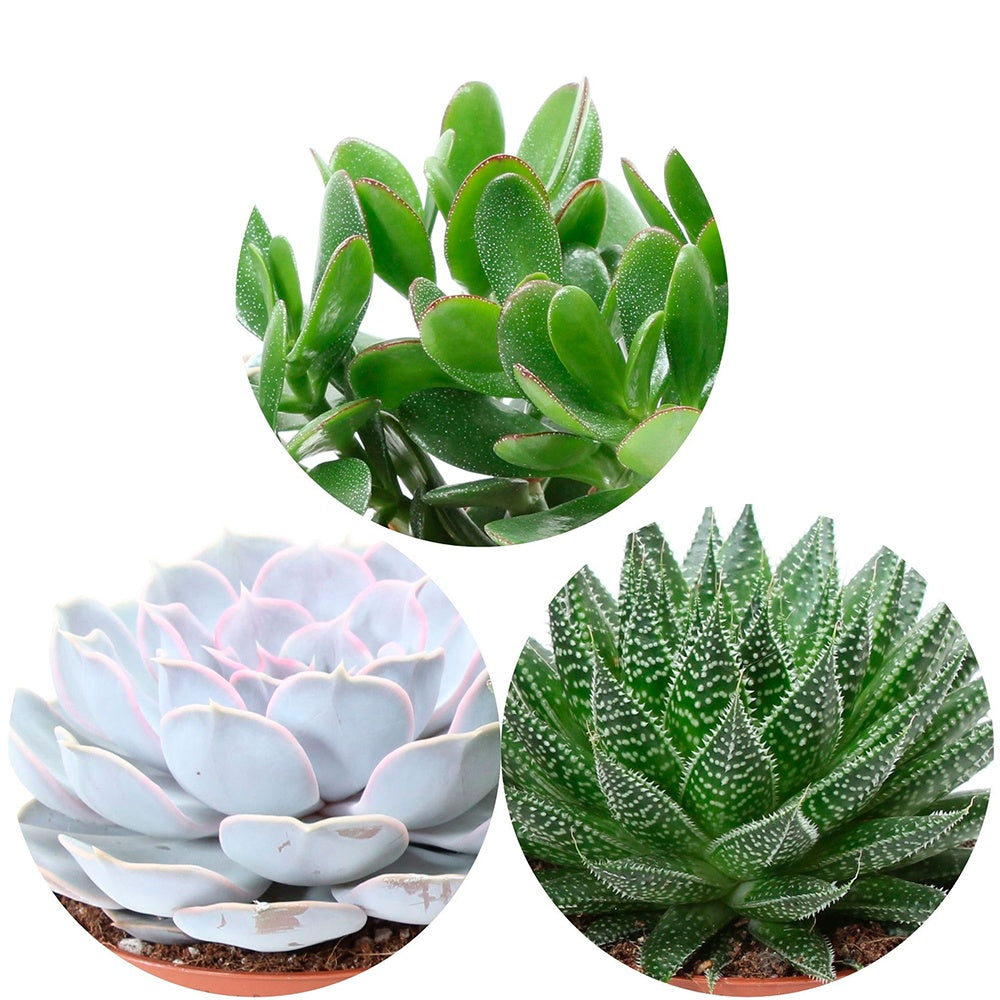 Succulent Mix - Aloé, Echeveria, Crassula (x3) - Aloe , Echeveria , Crassula