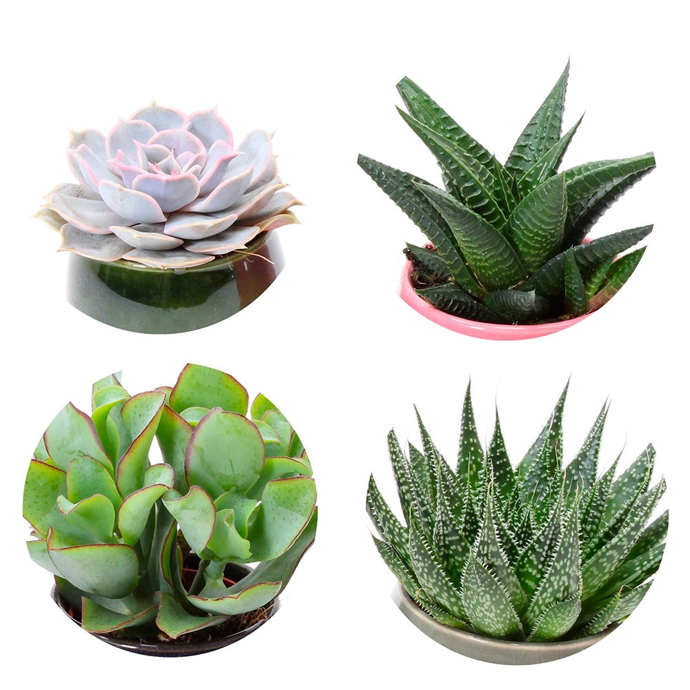 Succulent Mix (x4) - Echeveria , Crassula , Haworthia , Aloe Aristata - Cactus