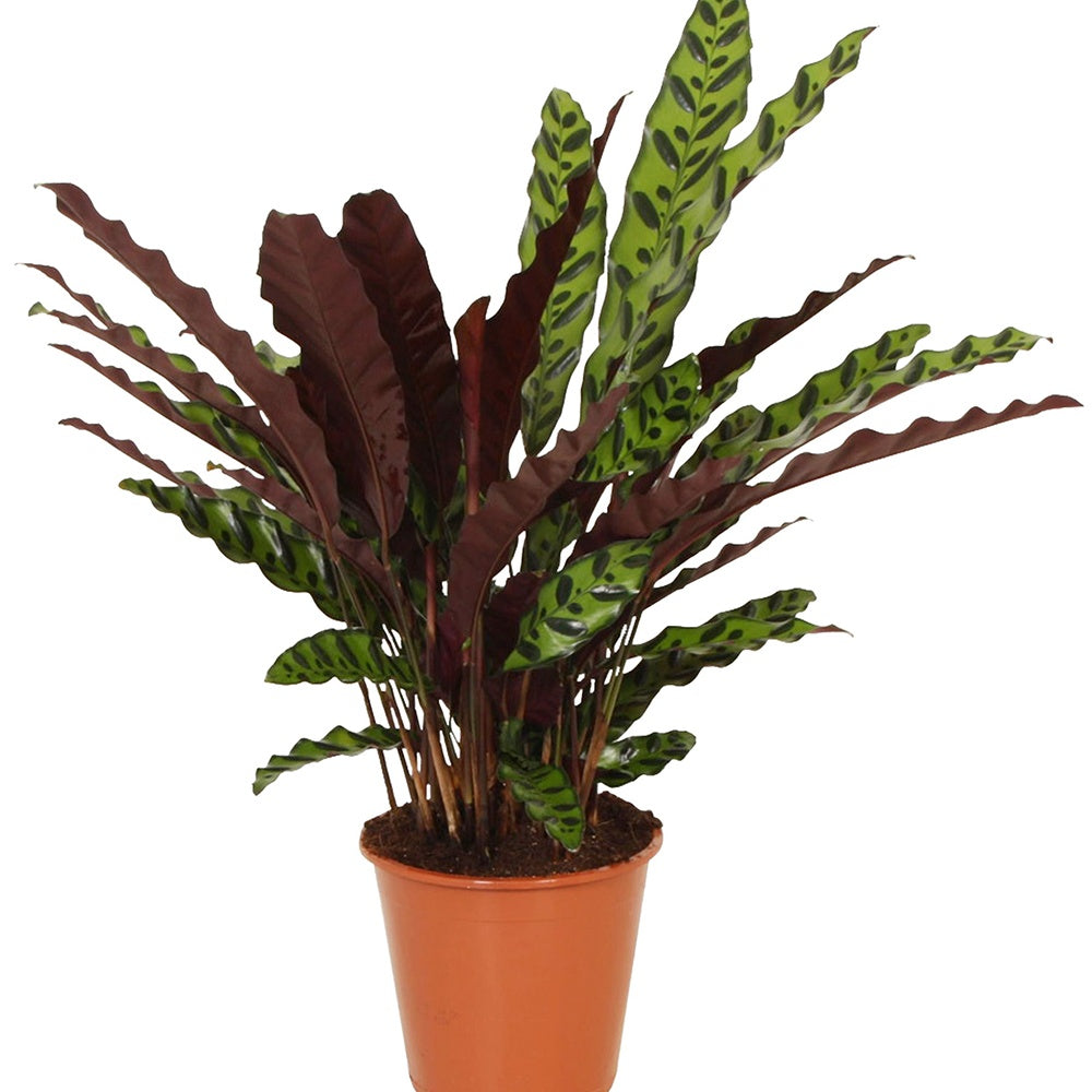 Pauwenplant 'Insigne' - Calathea insignis