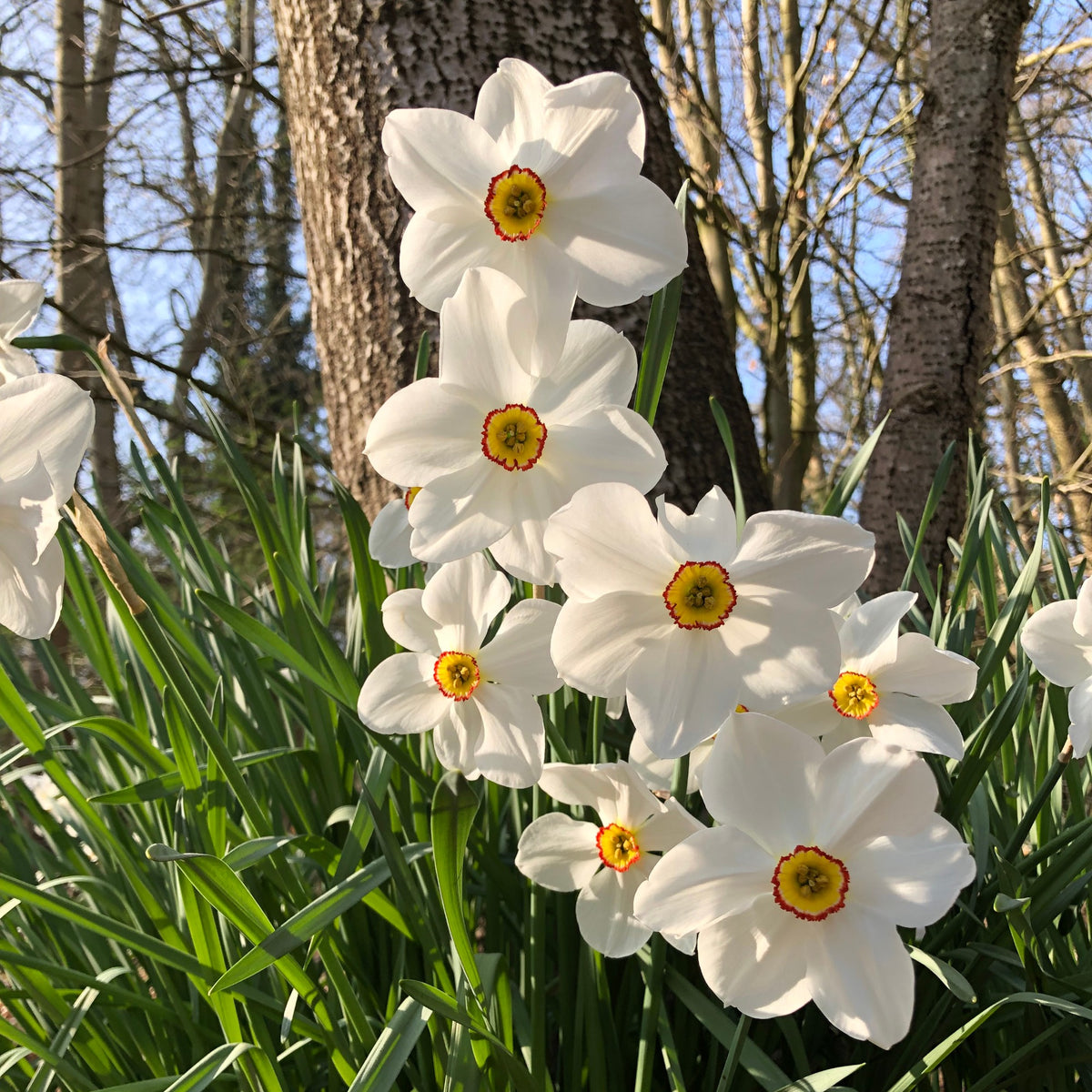 Narcissus 'Fortune', 'Rijnveld Early Sensation', 'Actaea' - Maanden Narcissen collectie (x30) - Narcissen