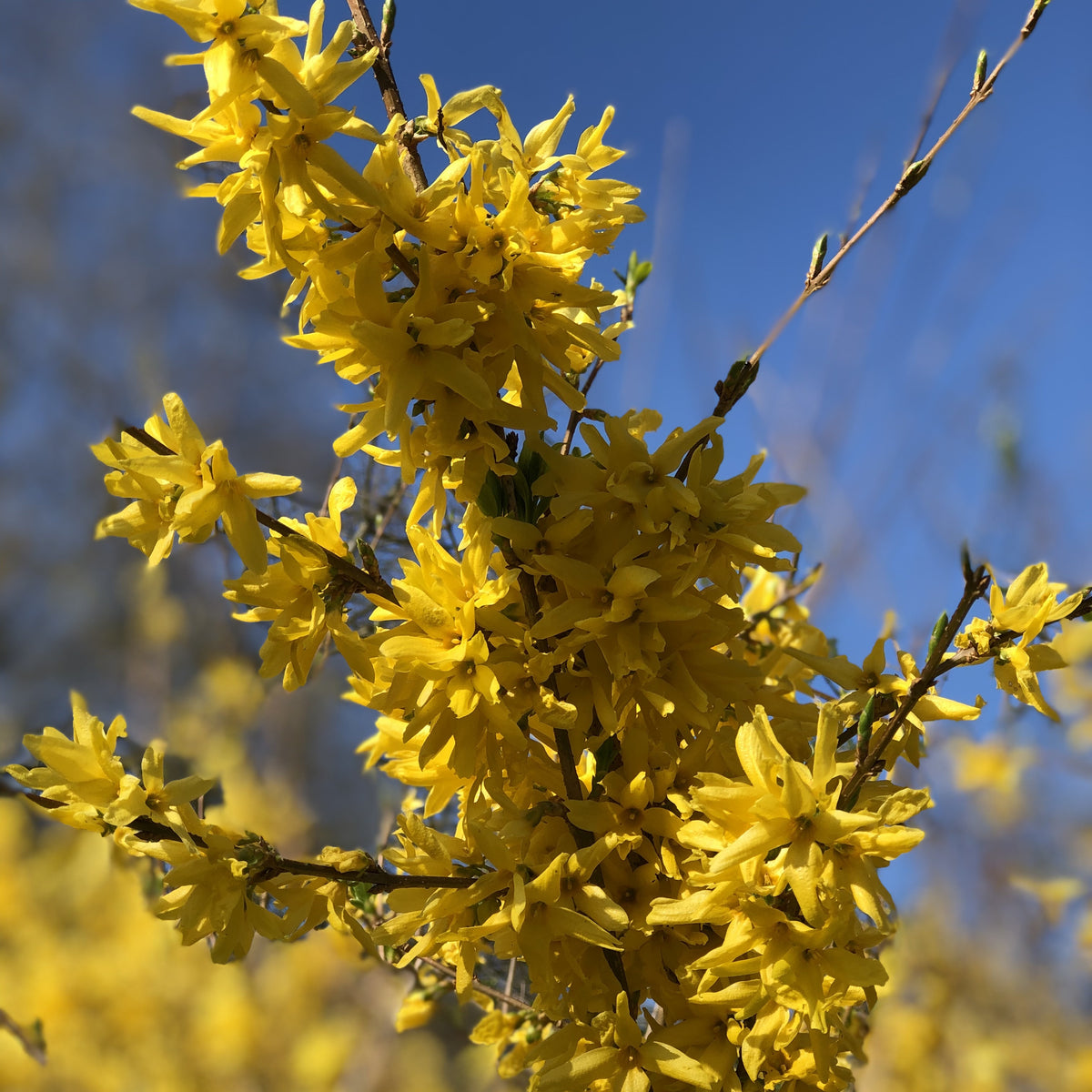 Chinees klokje 'Spectabillis' - Forsythia x intermedia Spectabilis - Willemse
