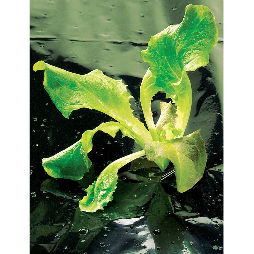 Onkruidfolie voor alle gewassen - Kweekfolie en gronddoek