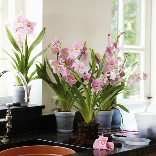 Elho Bloempot orchidee