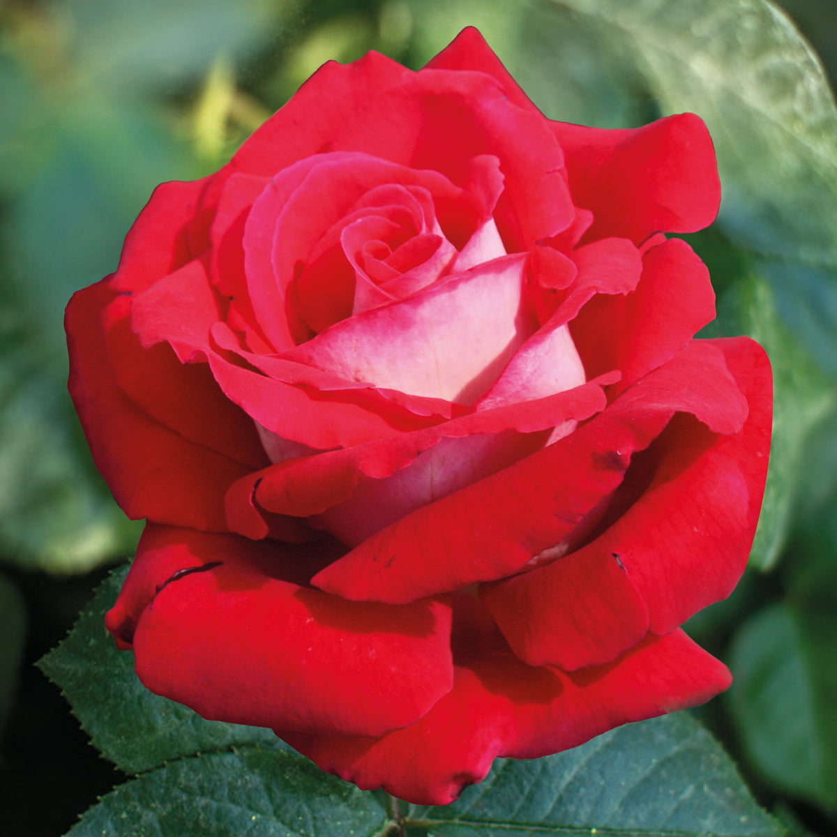 Rosa Osiria - Roos 'Osiria' - Rozen - Naakte wortels