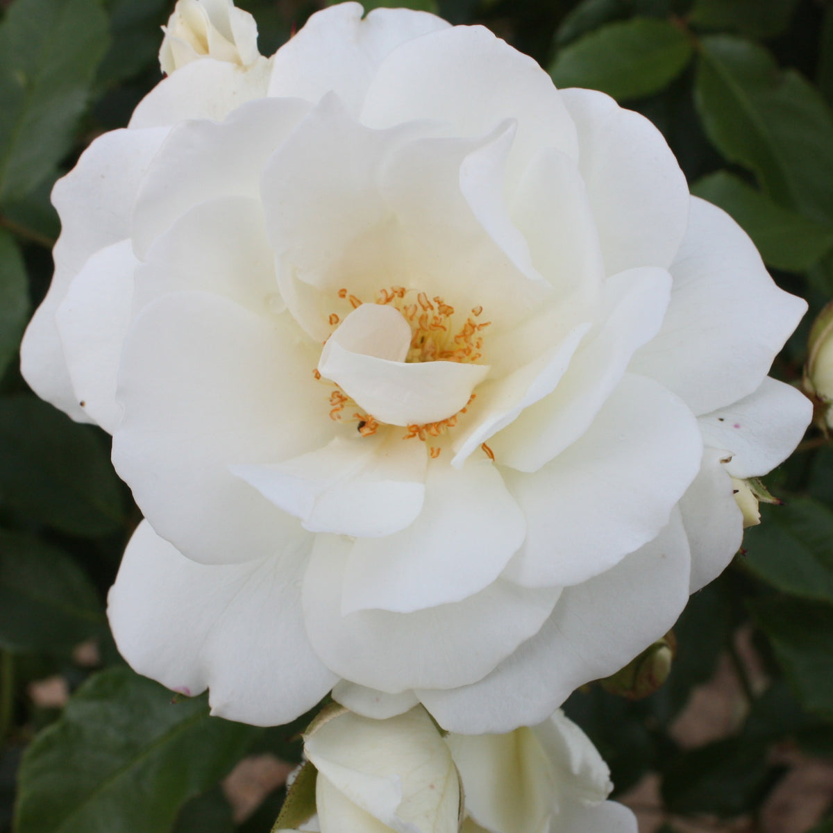 Roos 'Iceberg' - Willemse