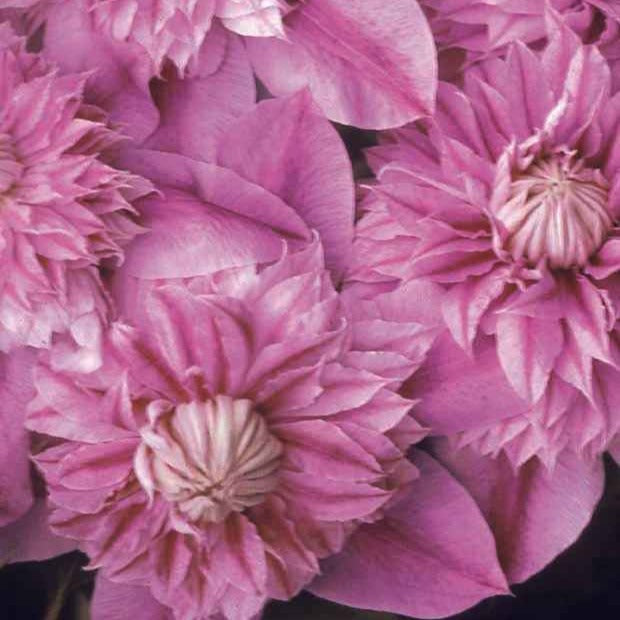 Bosrank 'Josephine' - Clematis josephine - Willemse
