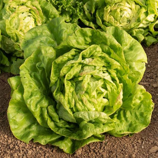 Sla Mix '7 maanden' ('Meikoningin' + 'Lollo Rosso' + 'Volhart 2' + 'Blond'