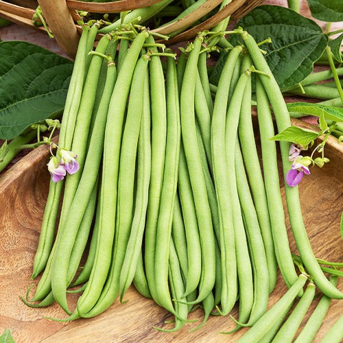 Bonen Mix - Collection de 3 haricots assortis - Willemse