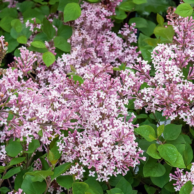 Sering 'Prince Charming' - Syringa microphylla Prince Charming - Willemse