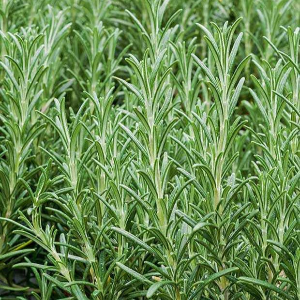 Rosmarinus - Willemse