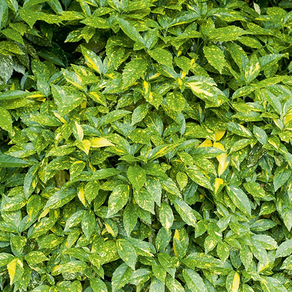 Broodboom - Aucuba japonica variegata - Willemse
