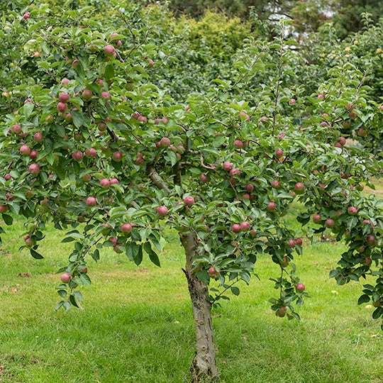 Appelboom 'Melrose' - Willemse
