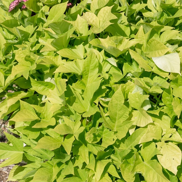 Groene zoete aardappel (x3) - Ipomoea batatas 'sweet caroline green' - Willemse