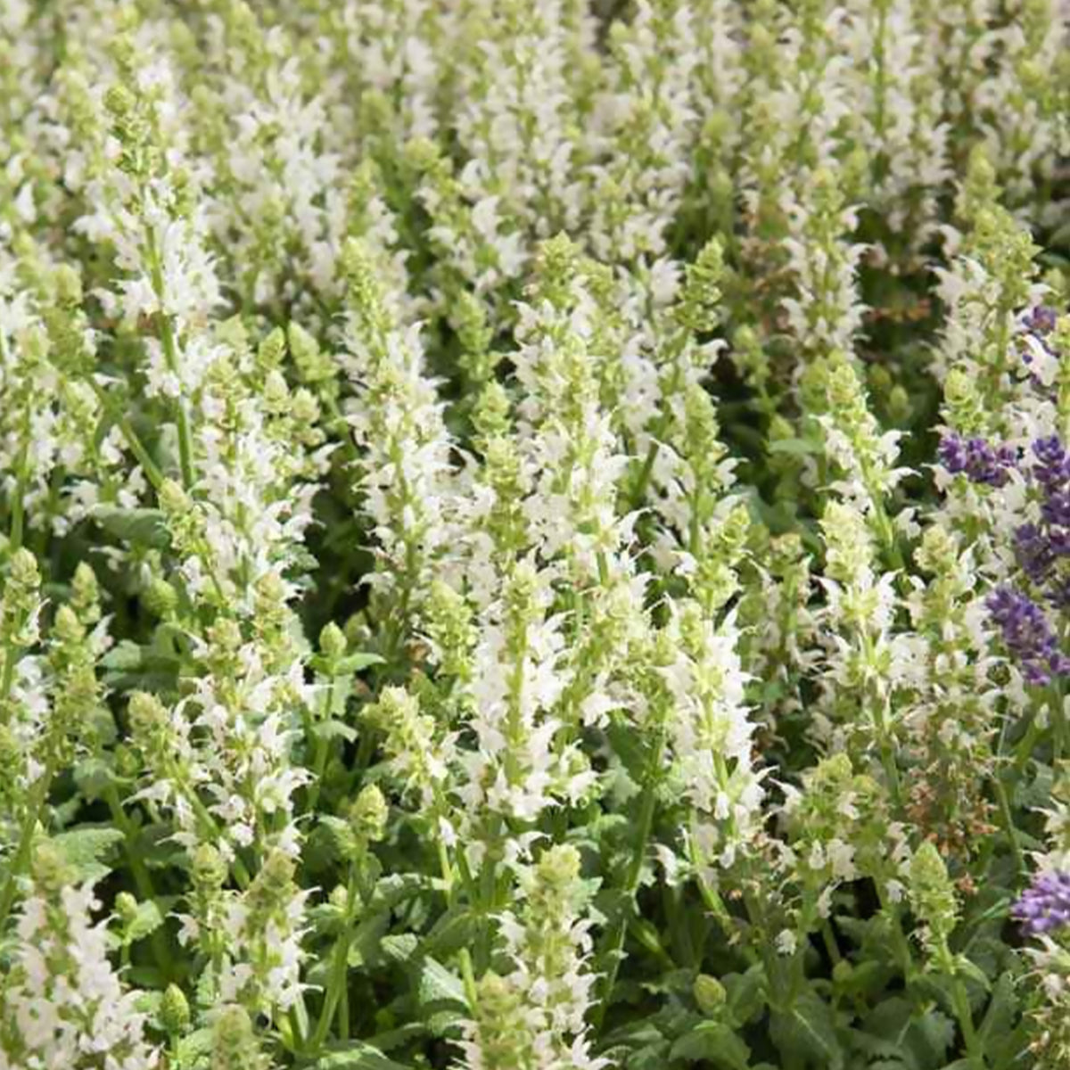 Bossalie 'Sensation White' - Willemse