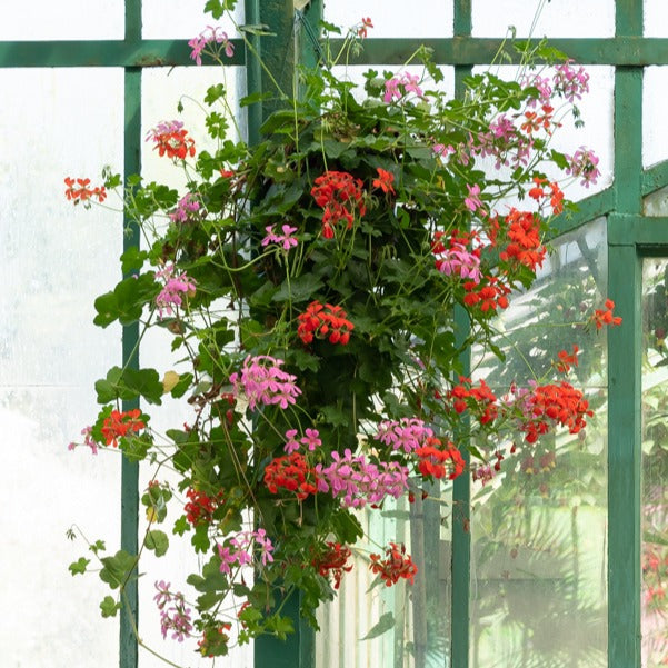 Hanggeranium - Pelargonium peltatum - Willemse