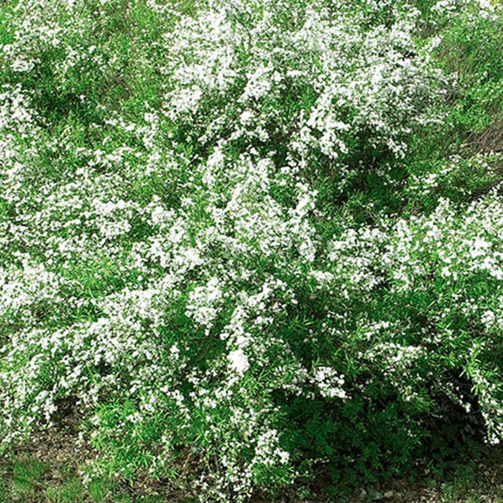 Spierstruik thungergii - Spiraea thunbergii - Willemse