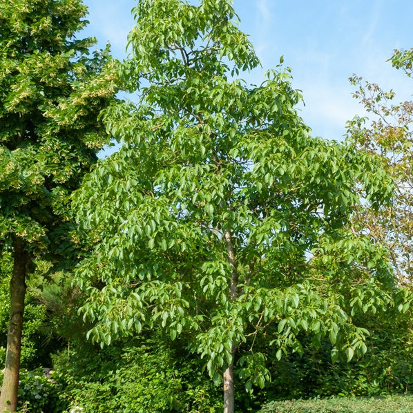 Walnotenboom - Juglans regia
