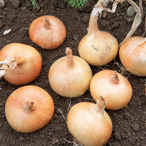 Ui 'Rijnsburger' - Allium cepa rijnsburger 5