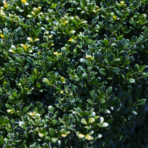 Japanse hulst - Ilex crenata Dark Green - Willemse
