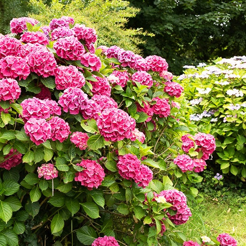 Hydrangea macrophylla - Roze Boerenhortensia - Hortensia macrophylla
