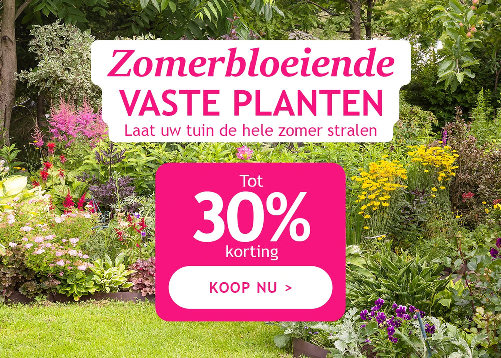 Zomerbloeiende vaste planten tot 30% korting