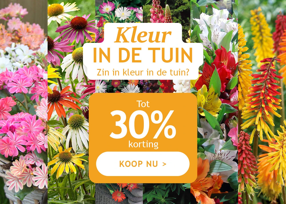 Kleur in de tuin met kortingen tot -30%!
