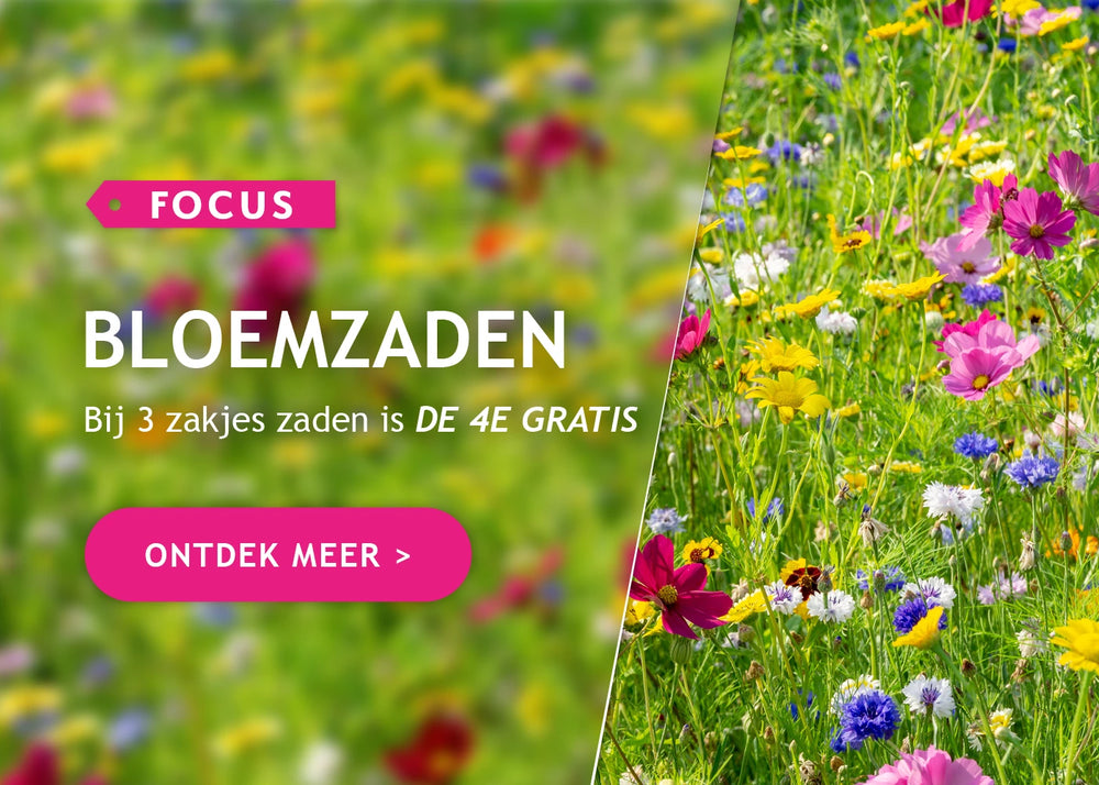 Bloemzaden: koop er 3 en de 4de is gratis!