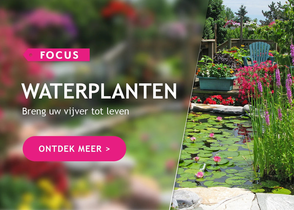 Focus op waterplanten