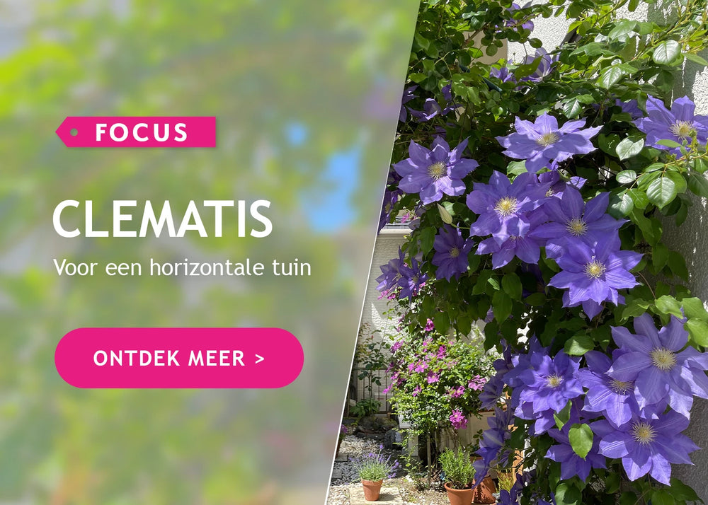 Focus op Clematis!