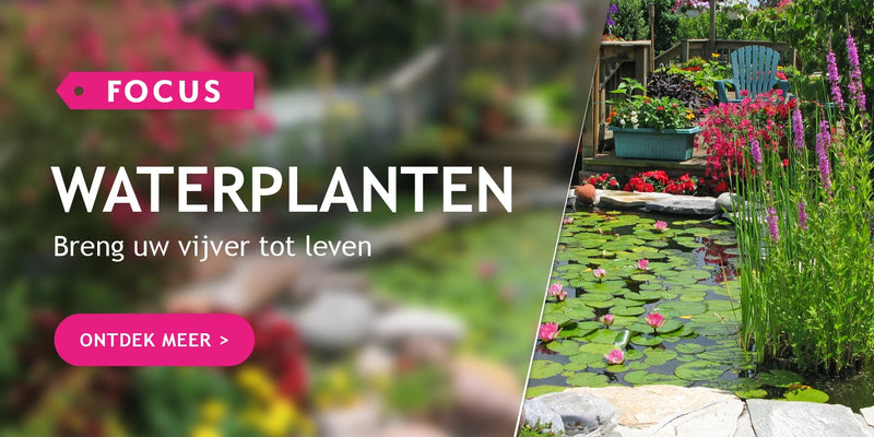 Focus op waterplanten
