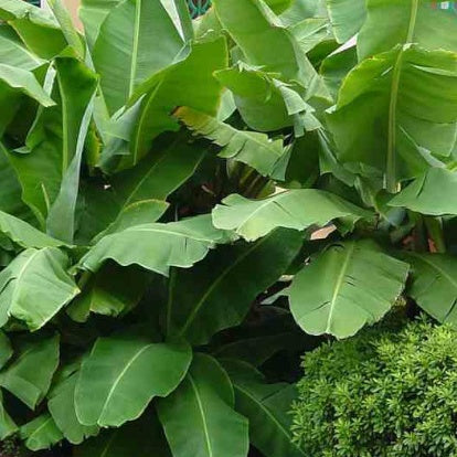 Musa acuminata Dwarf Cavendish - Dwergbanaan Dwarf Cavendish - Bananenplant