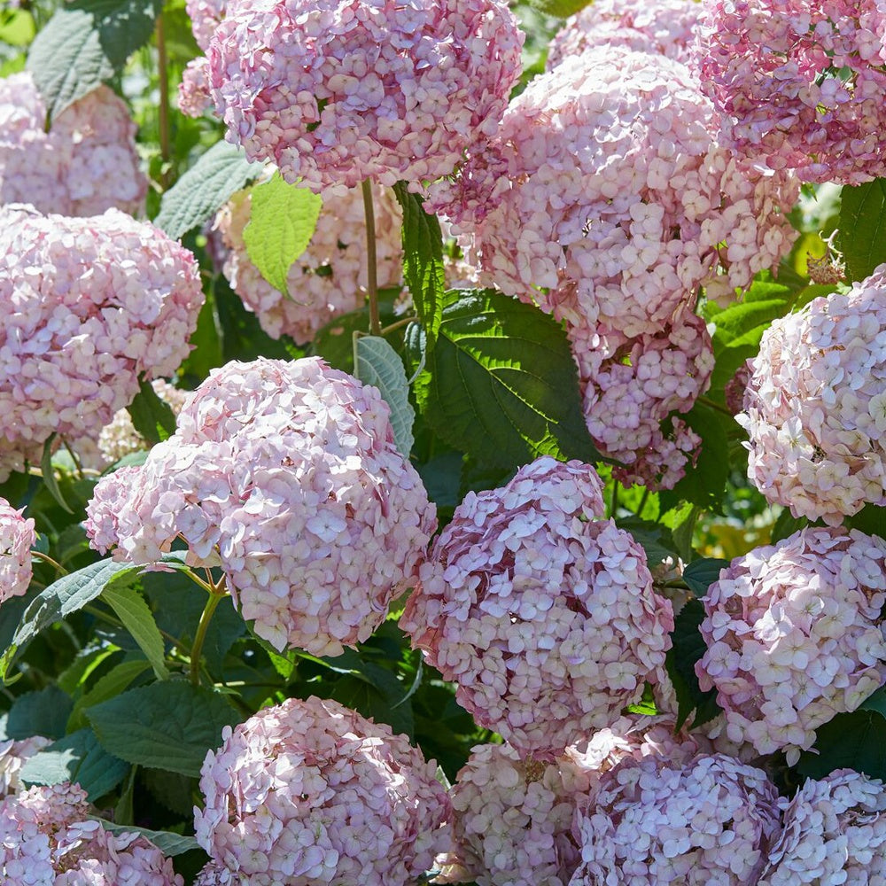 Sneeuwbalhortensia 'Candy Bell Bubblegum'® - Willemse
