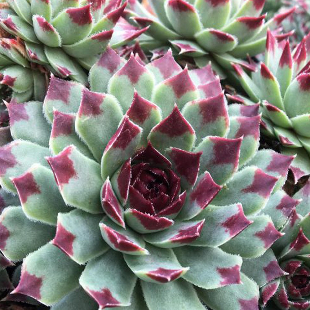 Huislook 'Mrs. Guiseppi' - Willemse