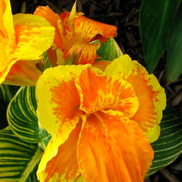 Indisch bloemriet 'Gold'® - Canna tropicanna ® gold - Willemse