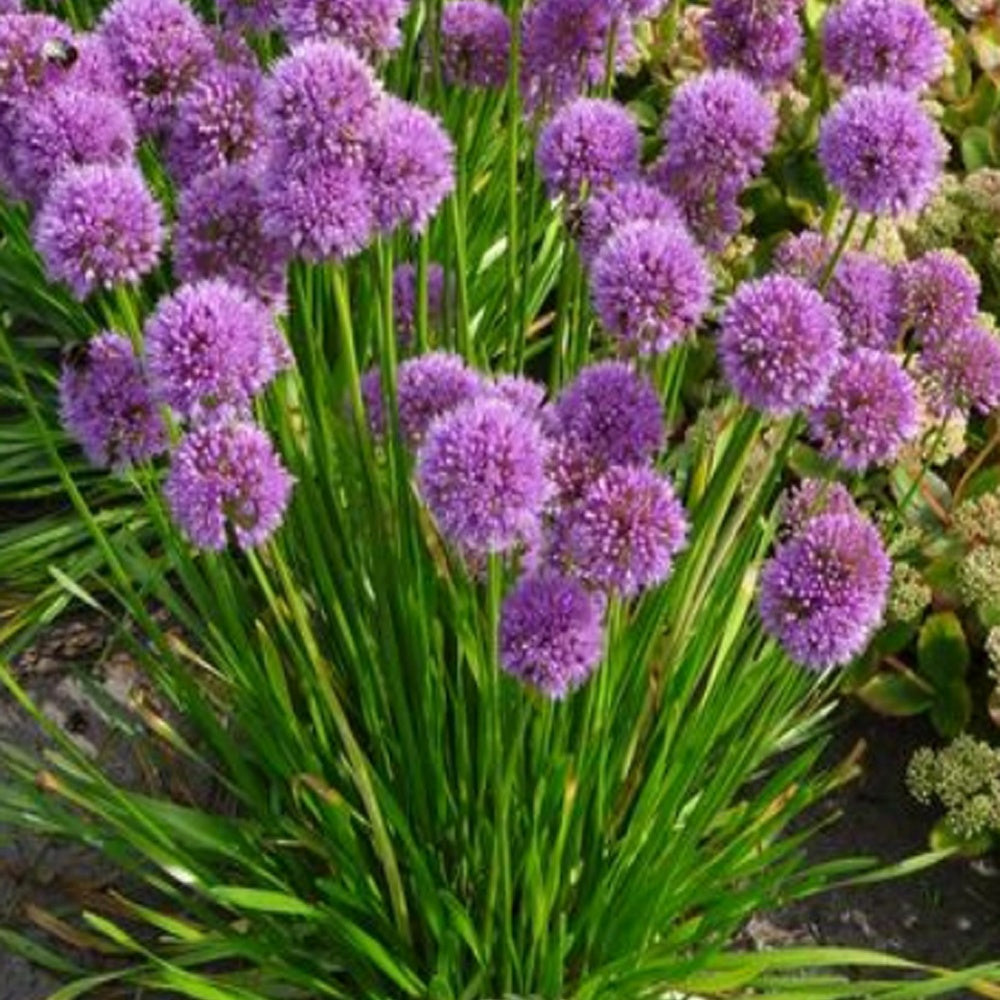 Sierui 'Millenium' - Allium Millenium - Willemse