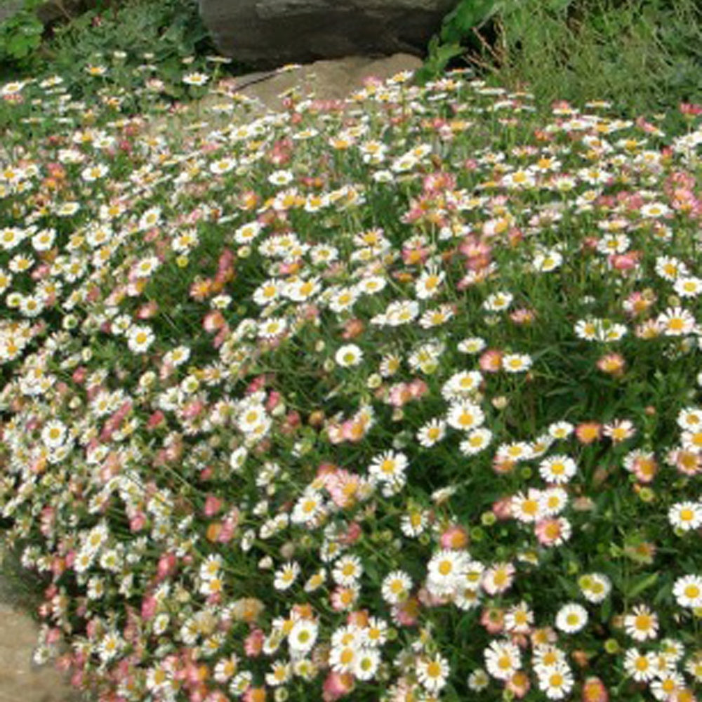 Muurfijnstraal 'Profusion' - Erigeron karvinskianus 'profusion' - Willemse