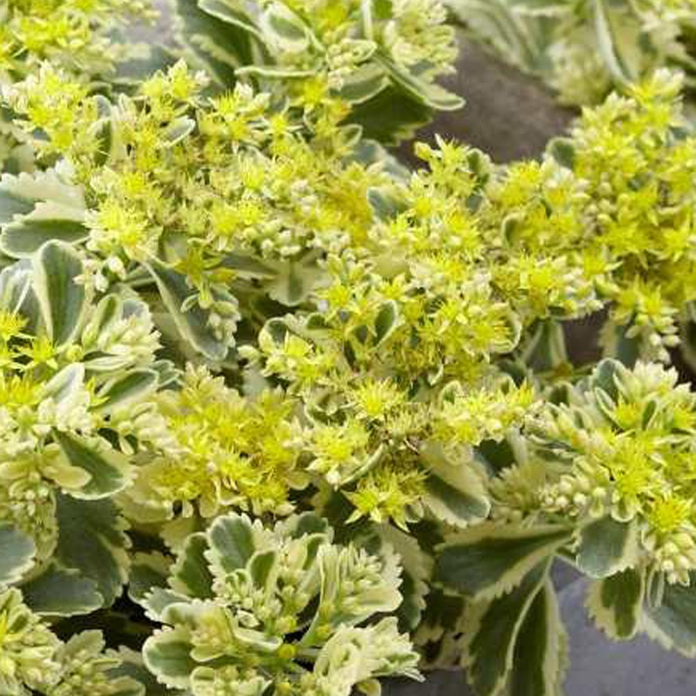 Vetkruid 'Atlantis' - Sedum takesimense 'atlantis' - Willemse