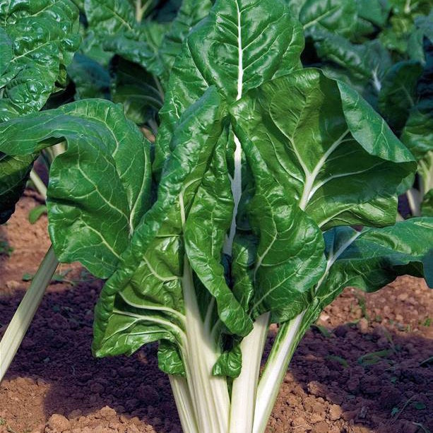 Snijbiet 'Carde Blance 3'- BIO - Beta vulgaris cicla carde blanche 3 - Willemse