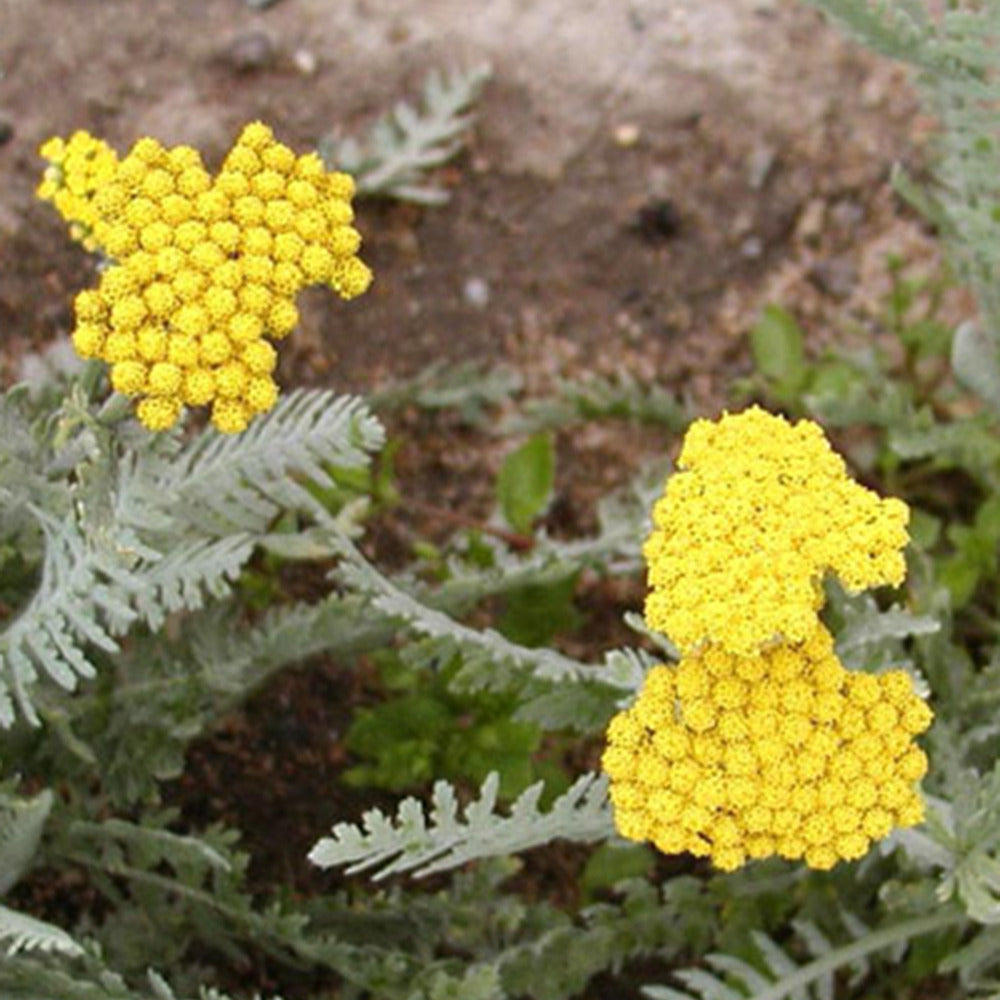 Achillea moonshine - Duizendblad 'Little Moonshine' - Duizendblad